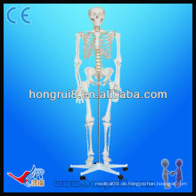 ISO Advanced Medical Life-size180cm hohe Plastik menschliche Skelette Modell